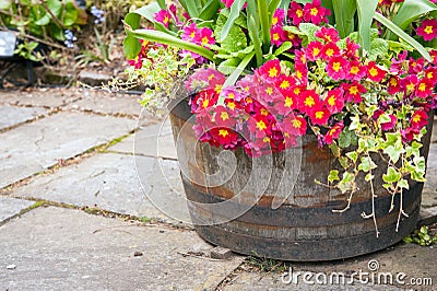 Spring flowers in barrel