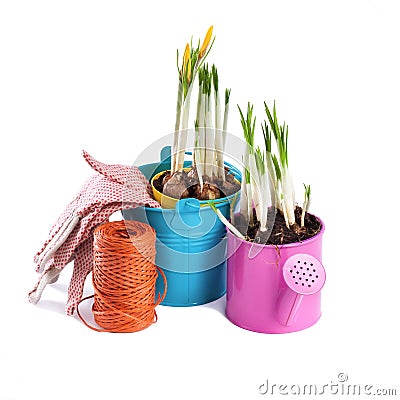 Spring flowers and garden tools isolated on white