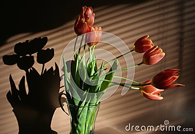 Spring flowers red tulips in vase