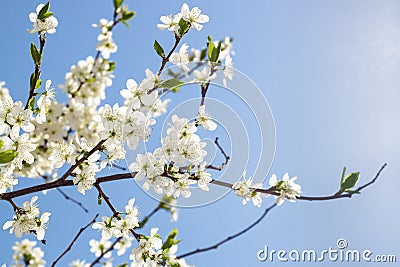 Spring flowers in sky