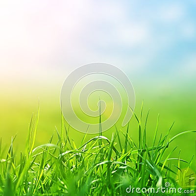 Spring grass in sun light and defocused sky