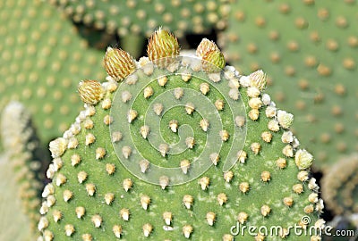 Spring growth on a bunny ears cactus