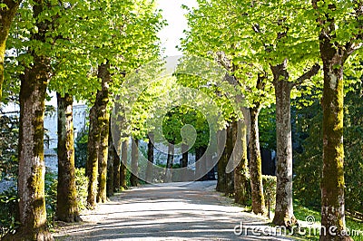 Spring growth on trees lining road