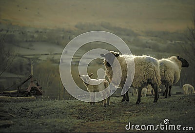 Spring Lamb in Landscape