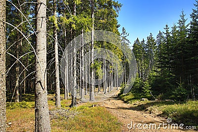 Spring Landscape, Špičák, ski resort, Bohemian Forest (Šumava), Czech Republic