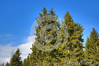 Spring landscape around Hartmanic, ski resort, Bohemian Forest (Šumava), Czech Republic