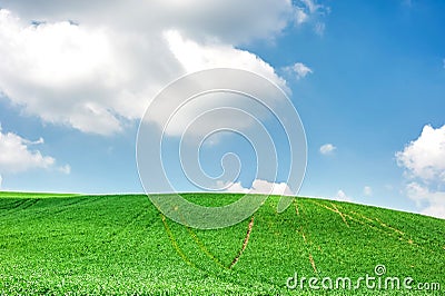 Spring landscape of green field