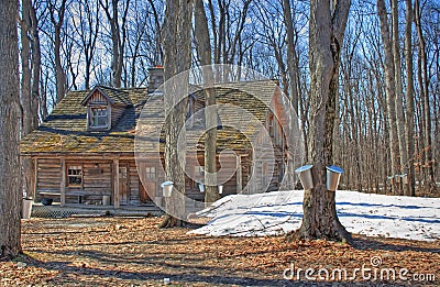 Maple <em>Syrup</em> Season In Canada Royalty Free S