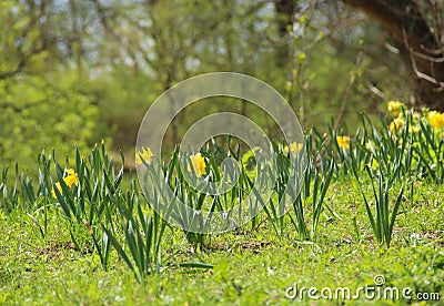 Spring meadow with yellow daffodils