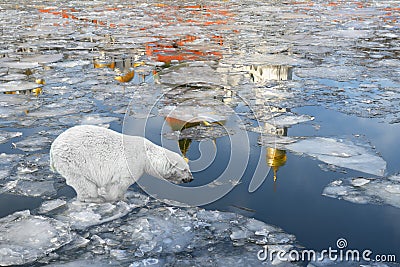 Spring in Moscow. Polar bear floating on an ice floe