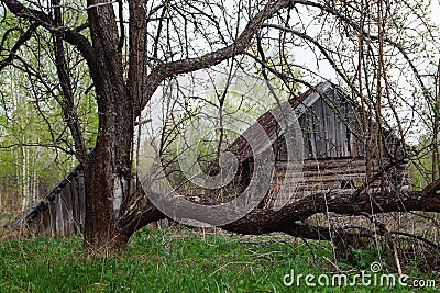 Spring, the old apple tree on a background of the destroyed vill