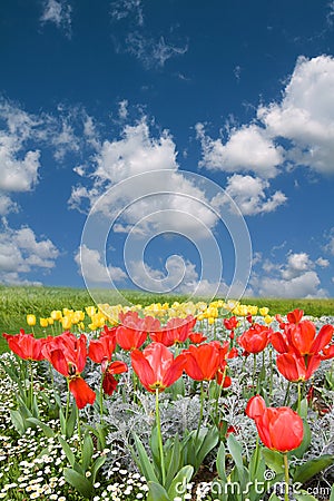 Spring red and yellow tulips field