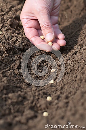 Spring sowing of seeds into the soil.