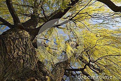 Spring willow tree background