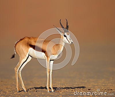 Springbok on sandy desert plains
