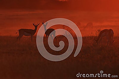 Springbok - Wildlife Background - Silhouettes of Freedom and Color