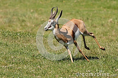 Springbuck Antelope Running