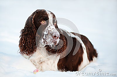 Springer spaniel dog resting in snow
