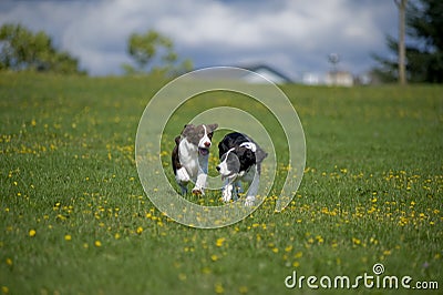 Springer Spaniel Puppies Play in a Field