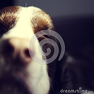 Springer Spaniel Sleeping