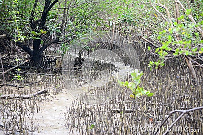 Sprout Mangrove tree