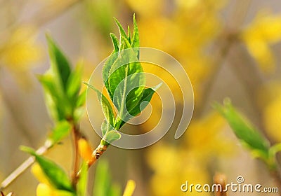 Sprouted new leaves