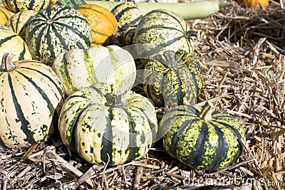 Squash and Pumpkins on a field