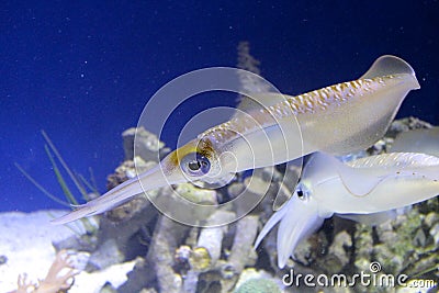 Squid big fin reef