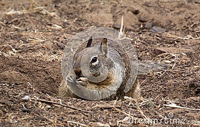 Squirrel Eating