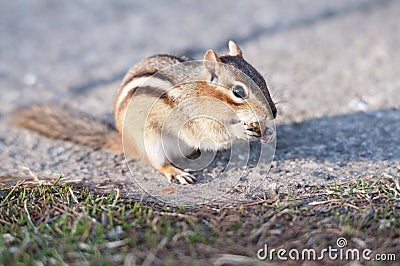 Squirrel Eating