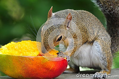 Squirrel Eating Mango