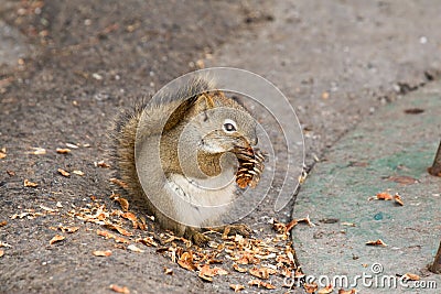 Squirrel With Pine Cone Royalty Free Stock Ph