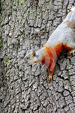 Squirrel IV