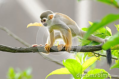 Squirrel monkey looking from a tree