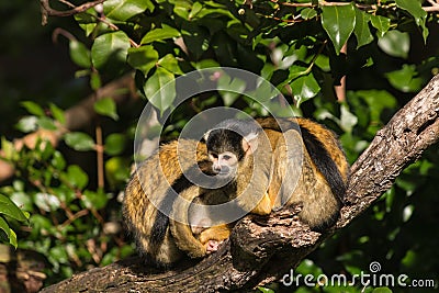 Squirrel monkeys resting on tree branch