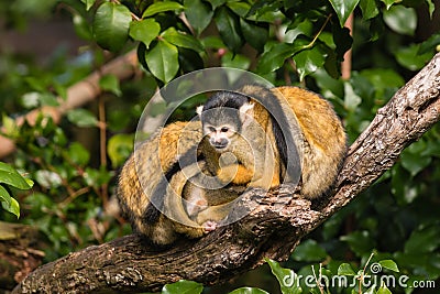 Squirrel monkeys resting on tree branch