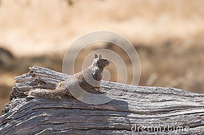 Squirrel surveys the land from a fallen tree.