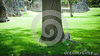 Squirrel under a tree, Bury St edmunds, Abbey Gardens, UK