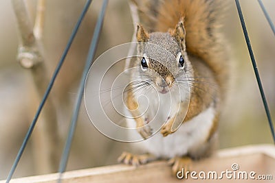 Squirrel Whiskers