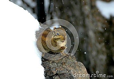 Squirrel in winter