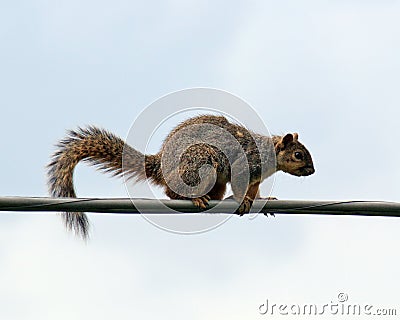 Squirrel on a wire