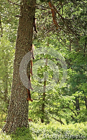 Squirrels climbing tree