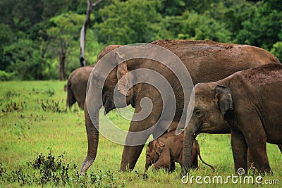 Sri Lanka: Elephants in Kaudulla