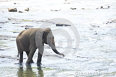 Sri Lankan Elephant in Water