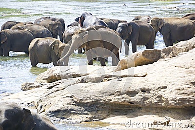 Sri Lankan Elephants in Water