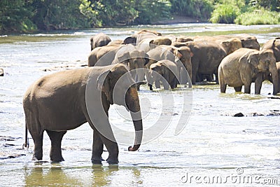 Sri Lankan Elephants in Water
