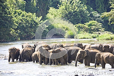 Sri Lankan Elephants in Water