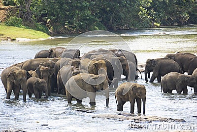 Sri Lankan Elephants in Water