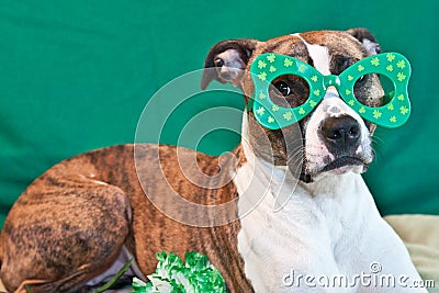 St. Patricks Day Dog