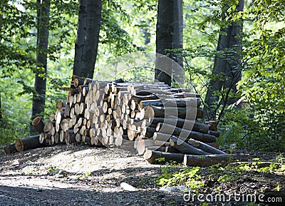 Stacked logs in forest